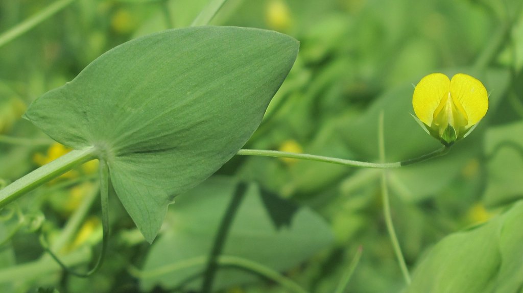 Lathyrus aphaca